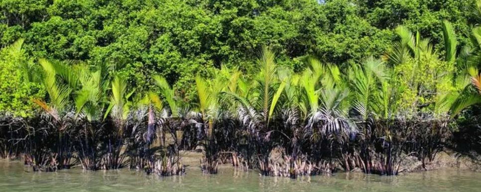 culture of sundarbans