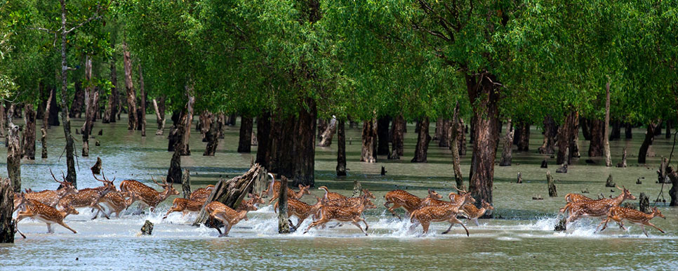 dears in sunderban