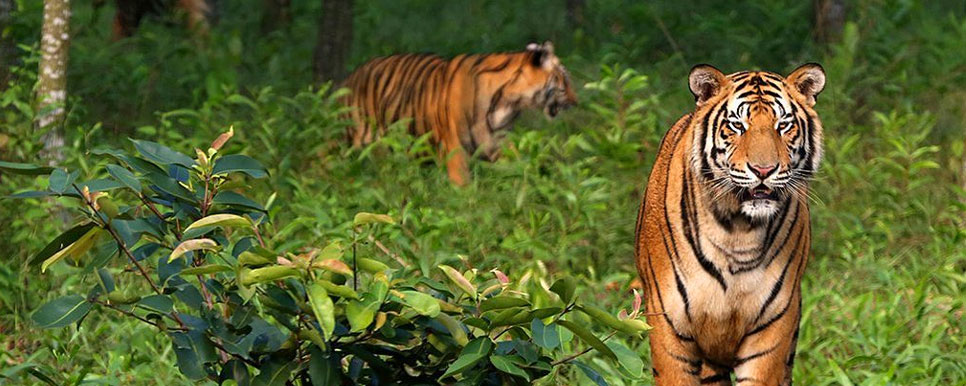 sunderbans tiger safari